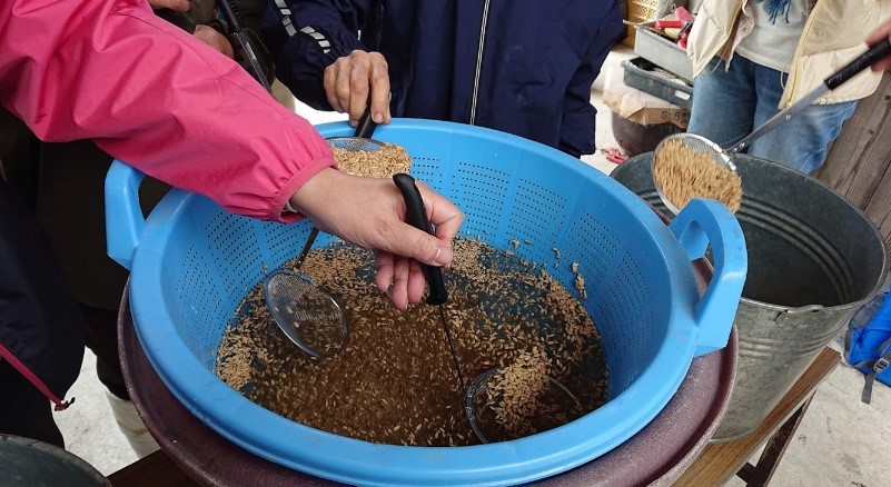 塩水選作業中。浮いた籾を取り除いて、沈んだ充実した種籾を選別！
