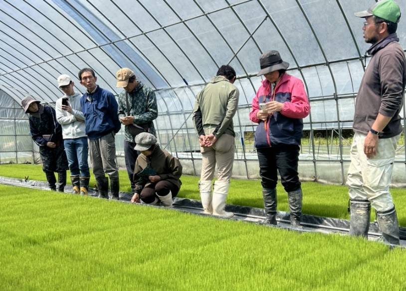 有機農園ねぎぼうずの育苗ハウス内のプール育苗の苗を見学