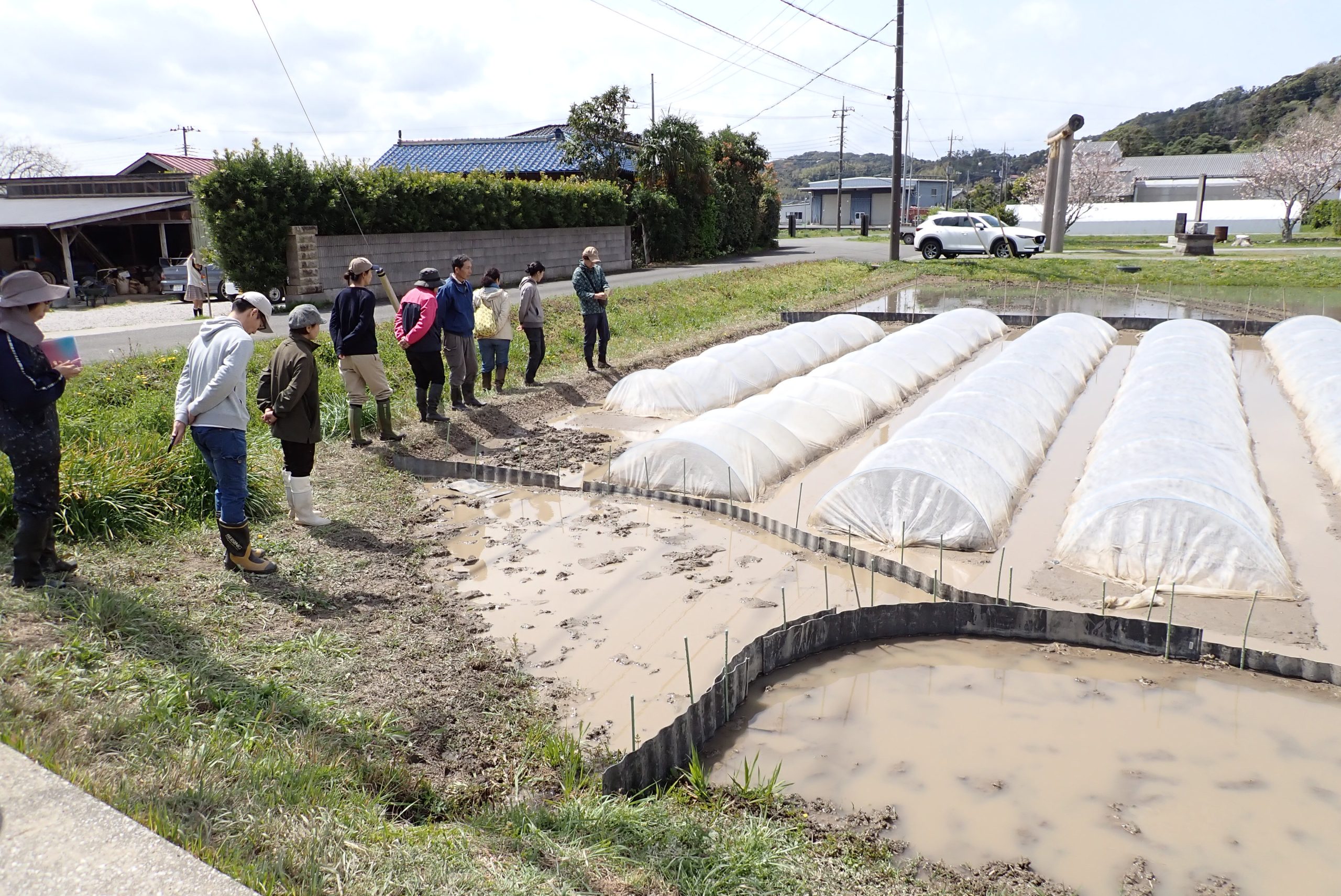 八木農園の苗代（露地）を見学