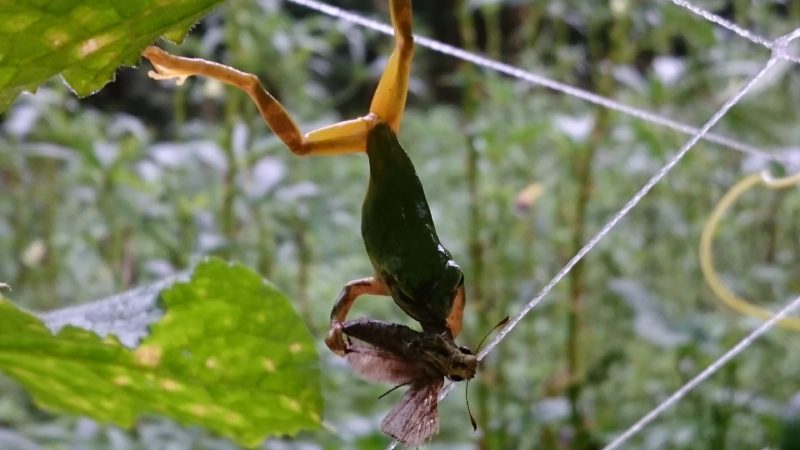 アマガエルの捕食の瞬間