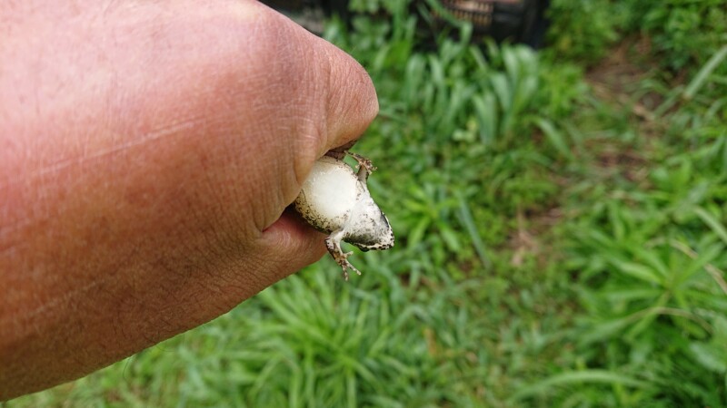 お腹が白いのでヌマガエルかな