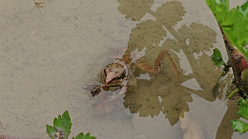 水の中でもアカガエル