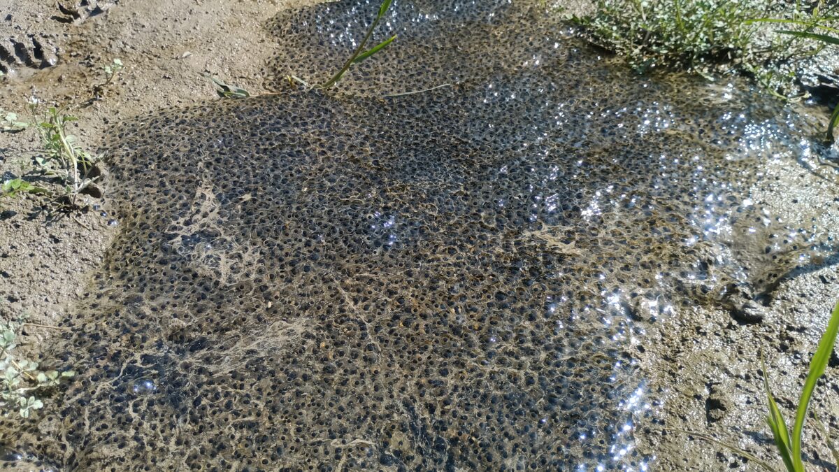 アカガエルの卵