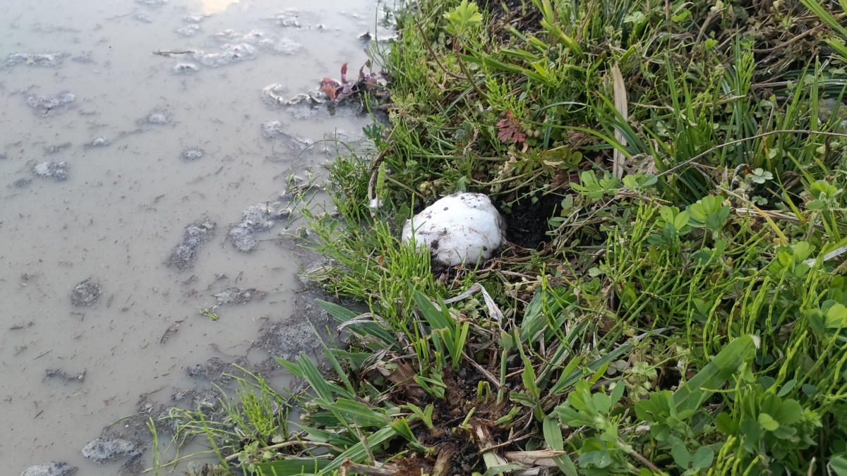 シュレーゲルアオガエルの卵塊