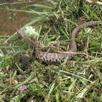 危険生物代表マムシ