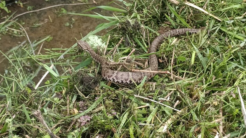 危険生物代表マムシ