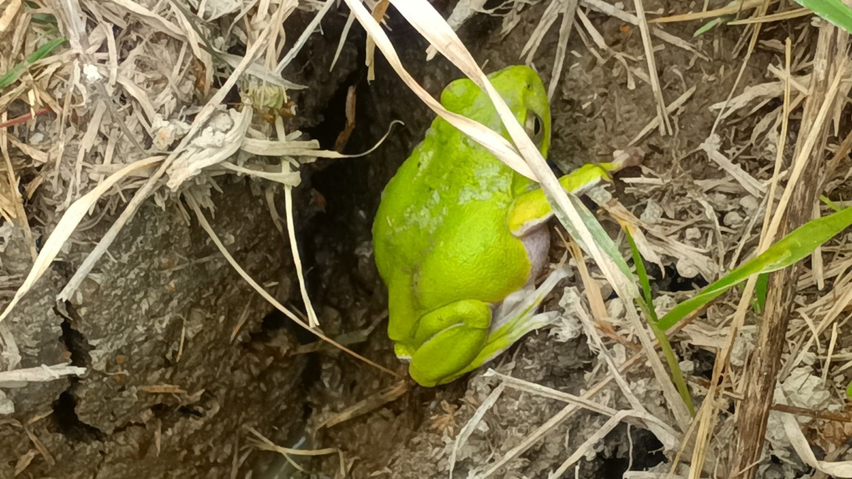 シュレーゲルアオガエル