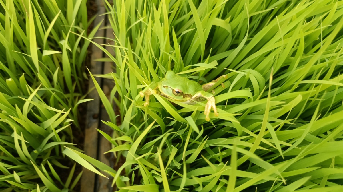 育苗ハウスのプールの中のアマガエル