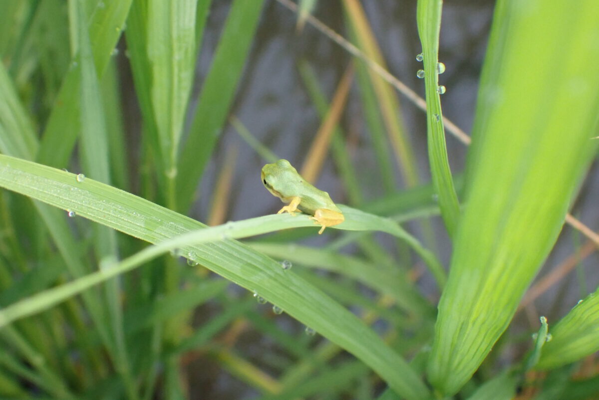 もうすぐ陸上生活に移るアマガエル