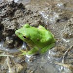 シュレーゲルアオガエル