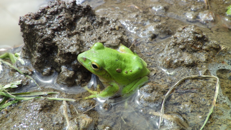 シュレーゲルアオガエル