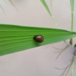 ドロオイムシ　泥負い虫