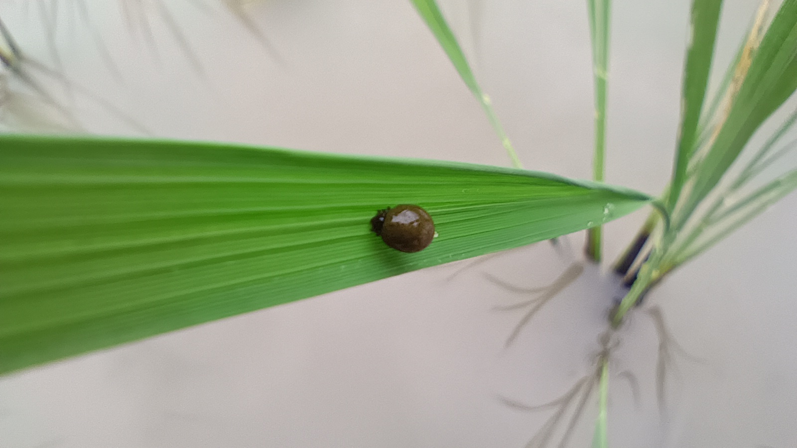 ドロオイムシ　泥負い虫