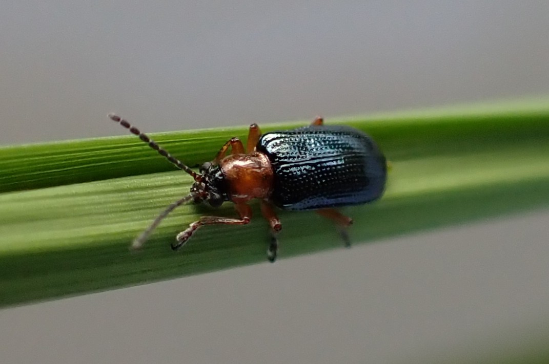 イネクビホソハムシ　拡大するとこんな感じ