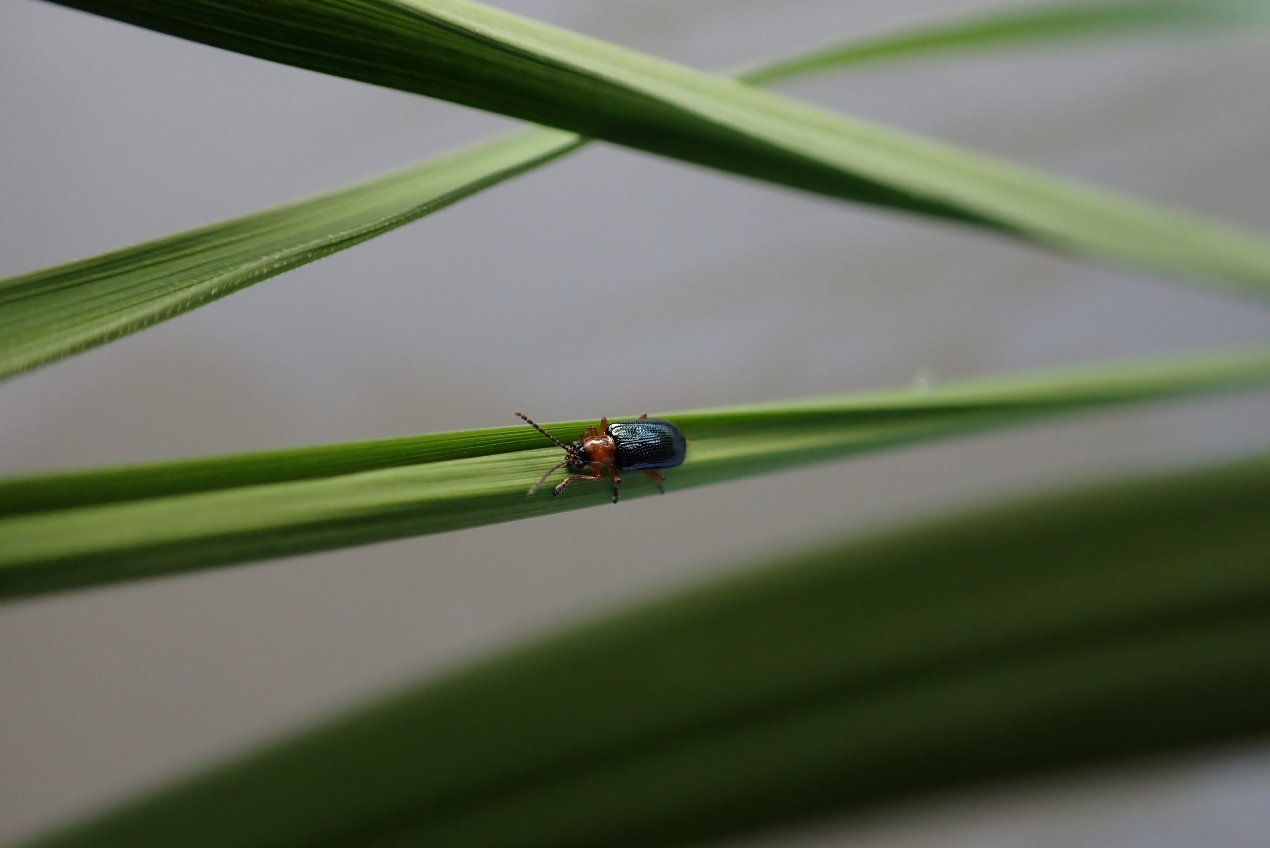 イネクビホソハムシ　ドロオイムシの成虫